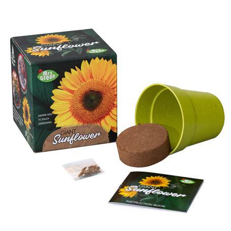Grow a Giant Sunflower