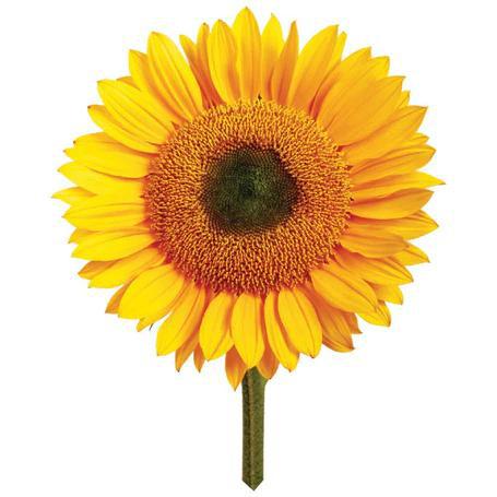 Grow a Giant Sunflower
