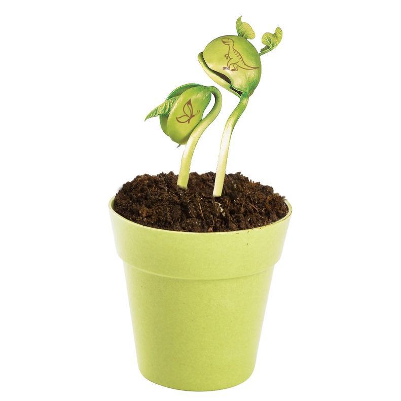 Grow a Magic Bean Plant