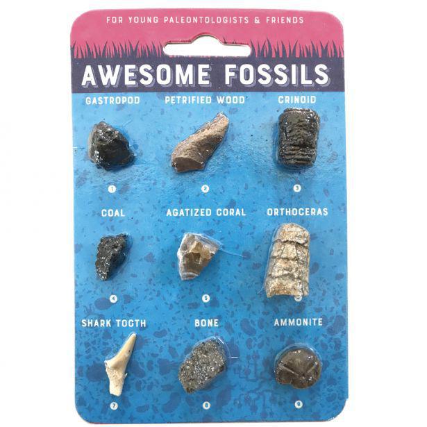 9 Awesome Fossils Card